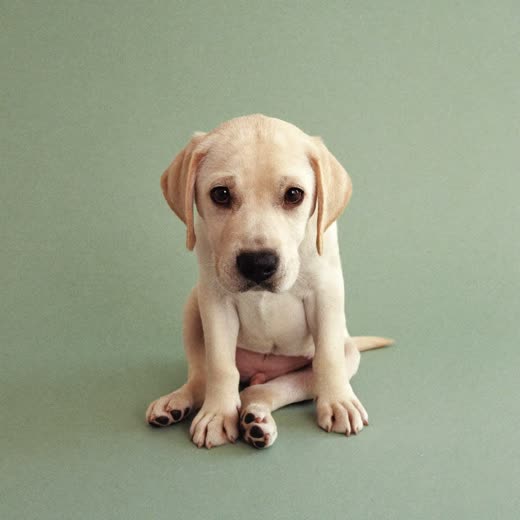 A young labrador sitting against a plain pale-green background