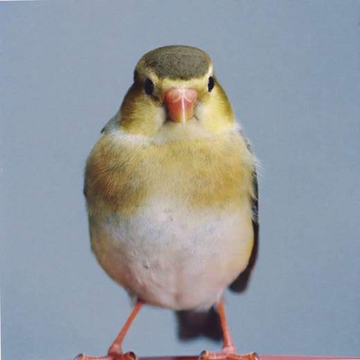 A goldfinch perched against a plain pale blue background